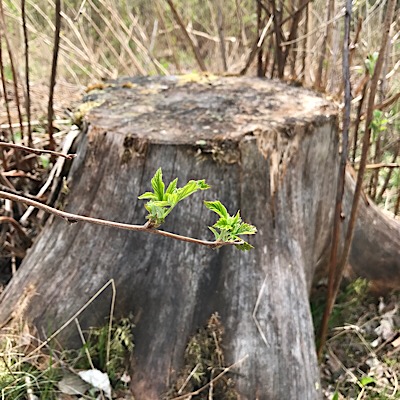 base of a tree